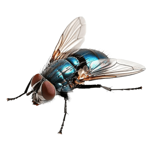 fly